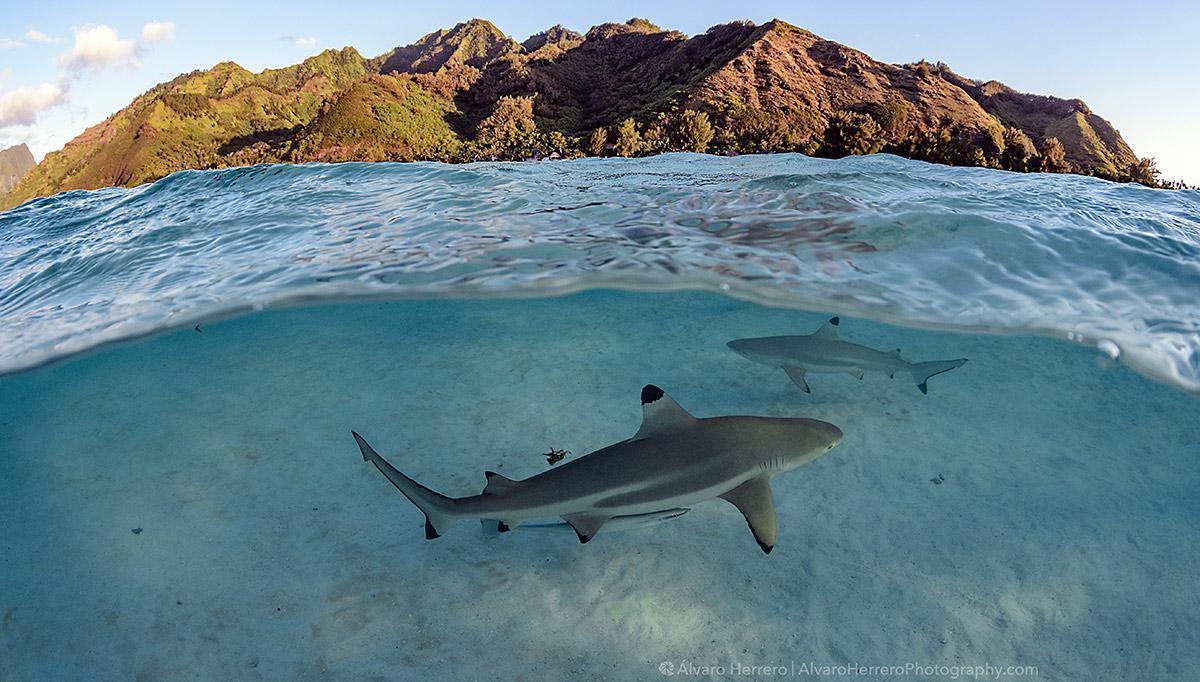 Life Underwater on a Liveaboard Diving Safari