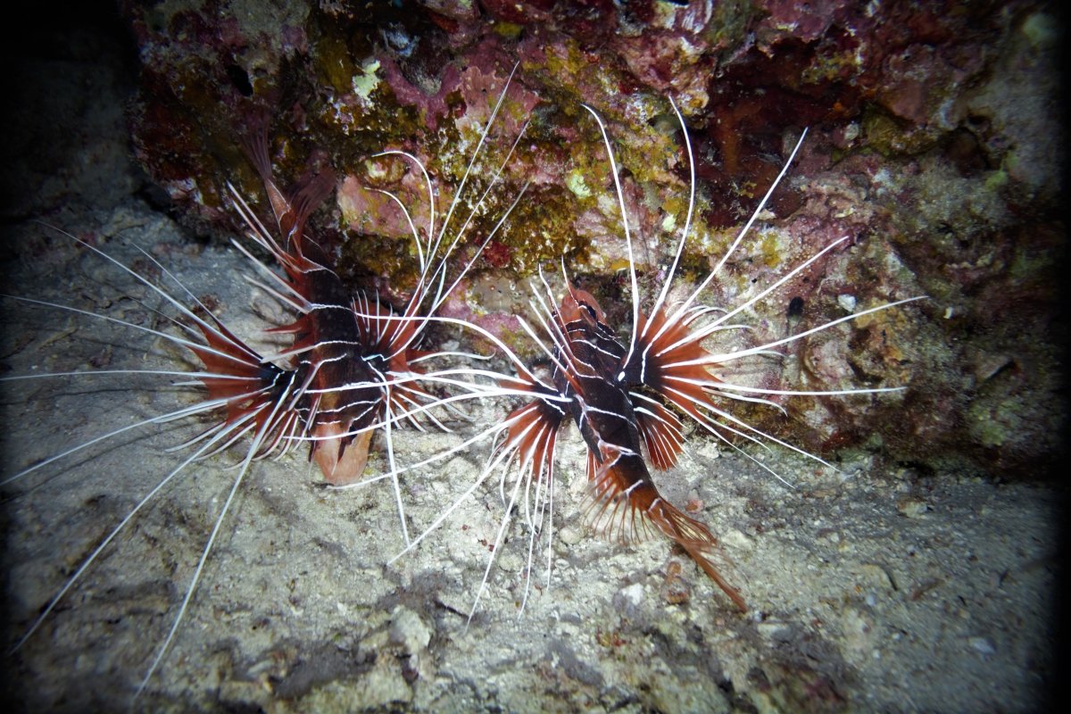 Clearfin Lionfish