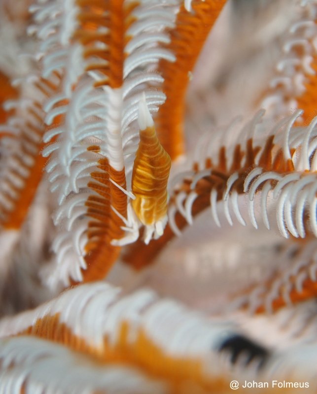 Commensal Shrimp