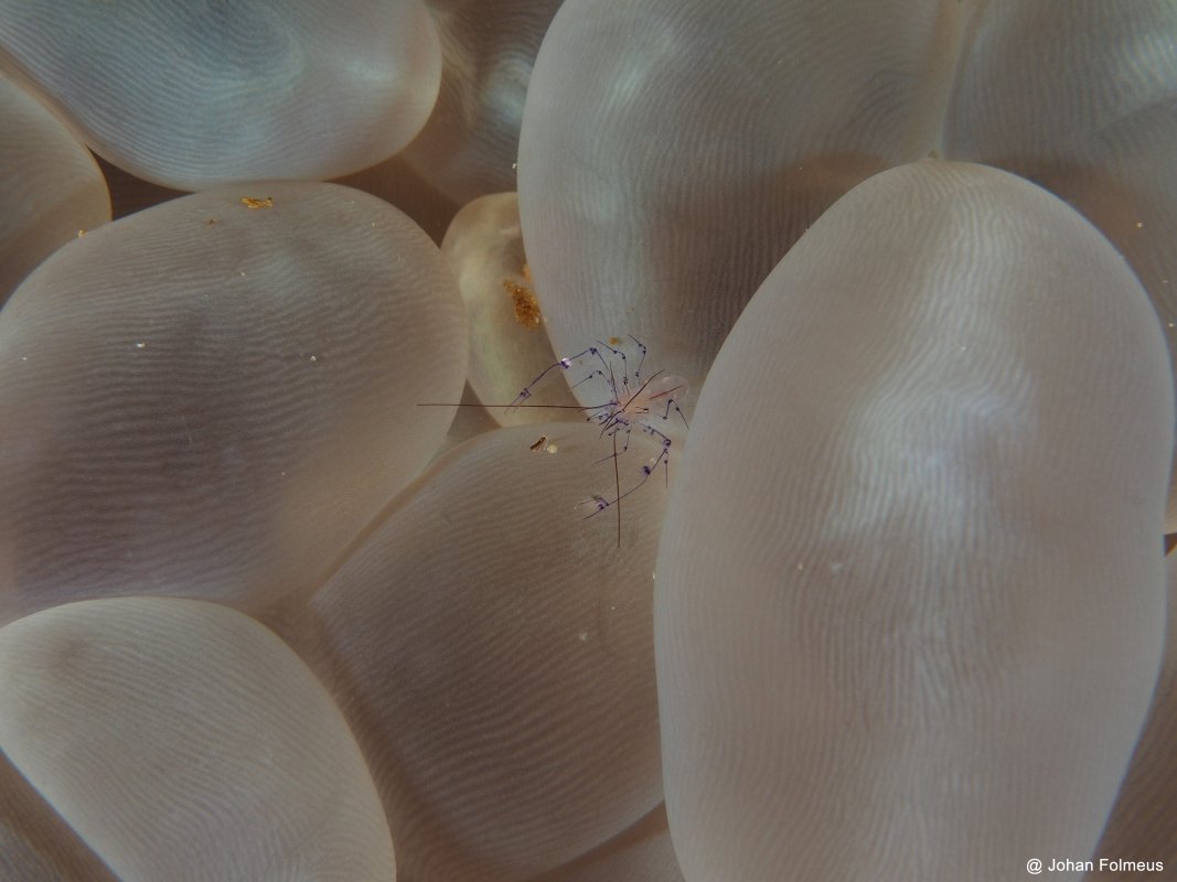 Anemone Shrimp