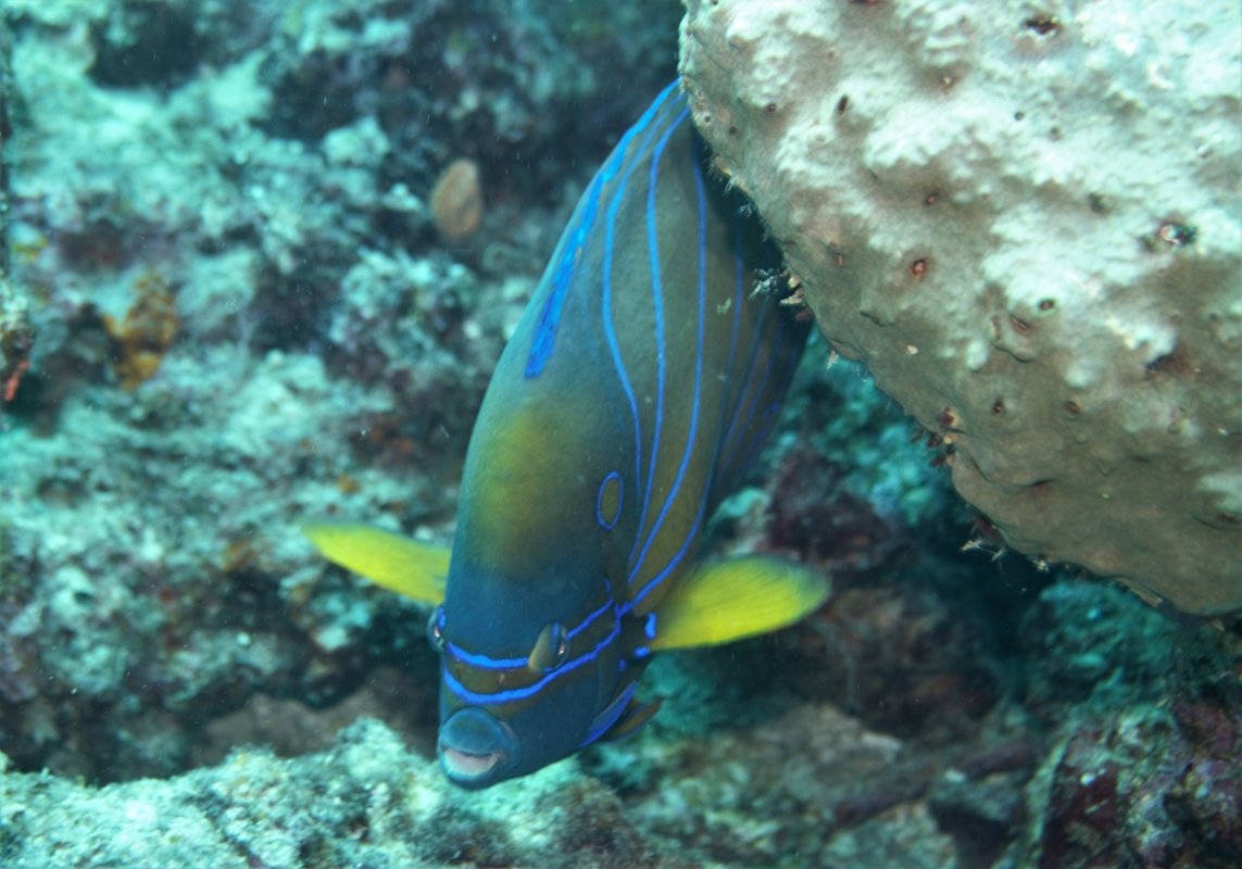 Angelfish