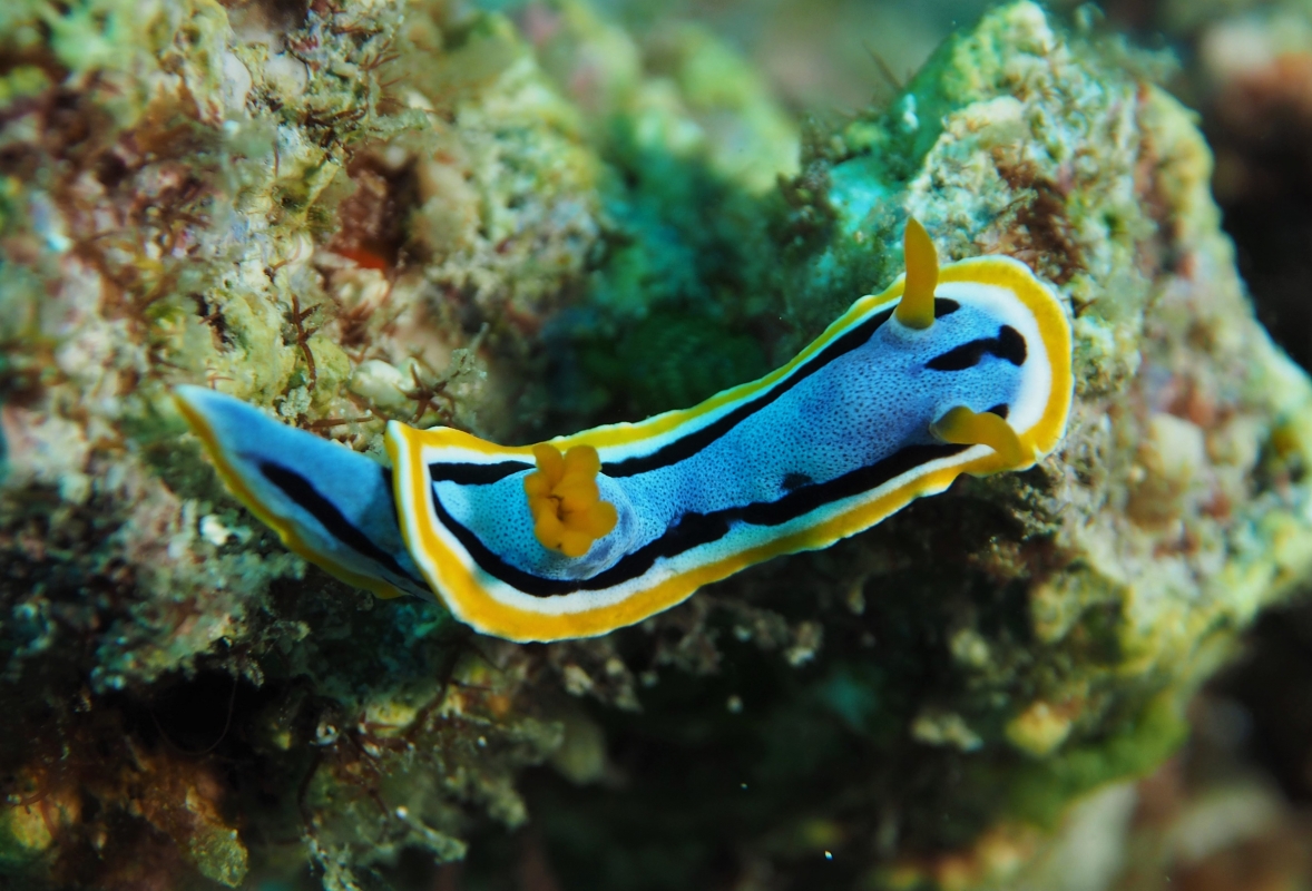 Anna's Chromodoris