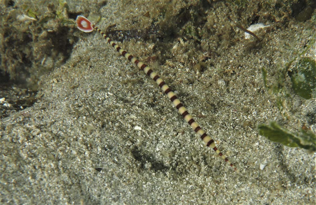 Banded Pipefish (Dunckerocampus dactyliophorus)