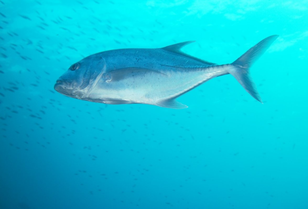 Bigeye Trevally