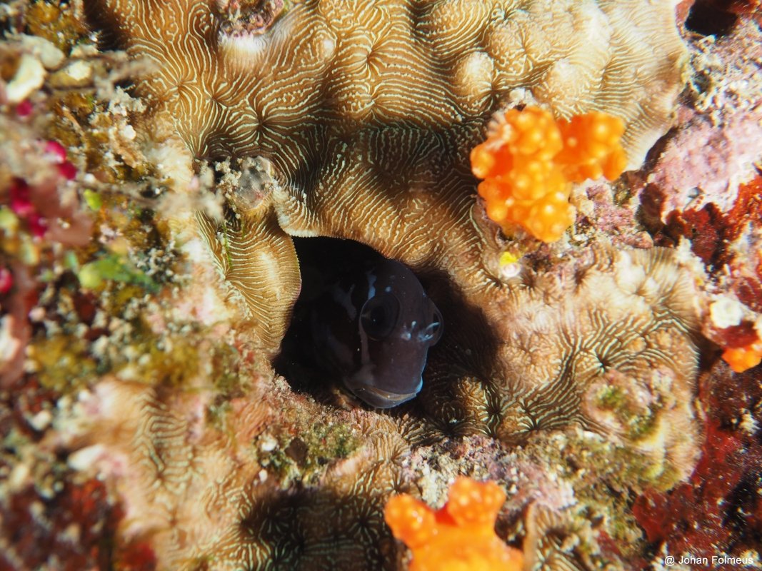 Black Combtooth Blenny