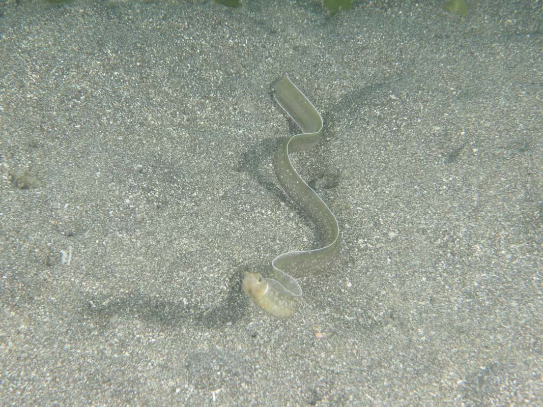 Black Garden Eel