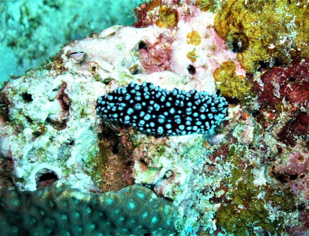 Black Phyllidiella