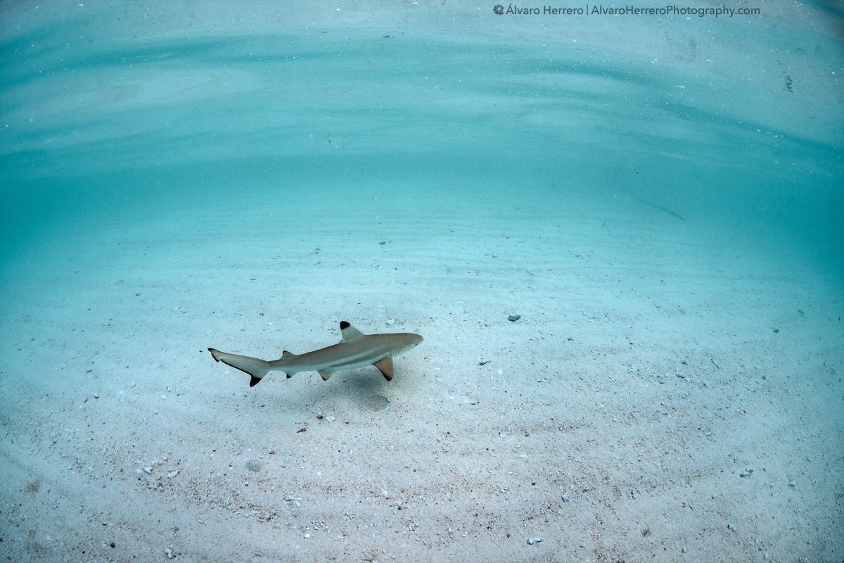 Blacktip Reef Shark (Carcharhinus melanopterus)