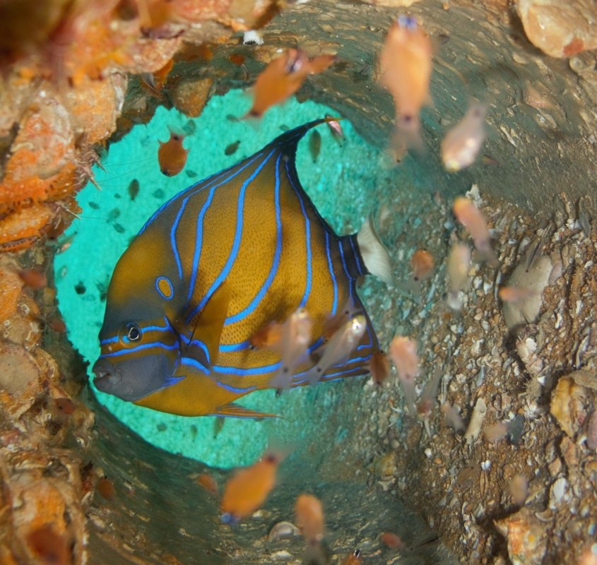 Blue Ring Angelfish