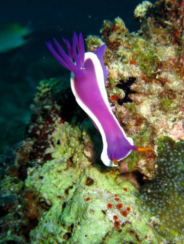 Bullock's Hypselodoris