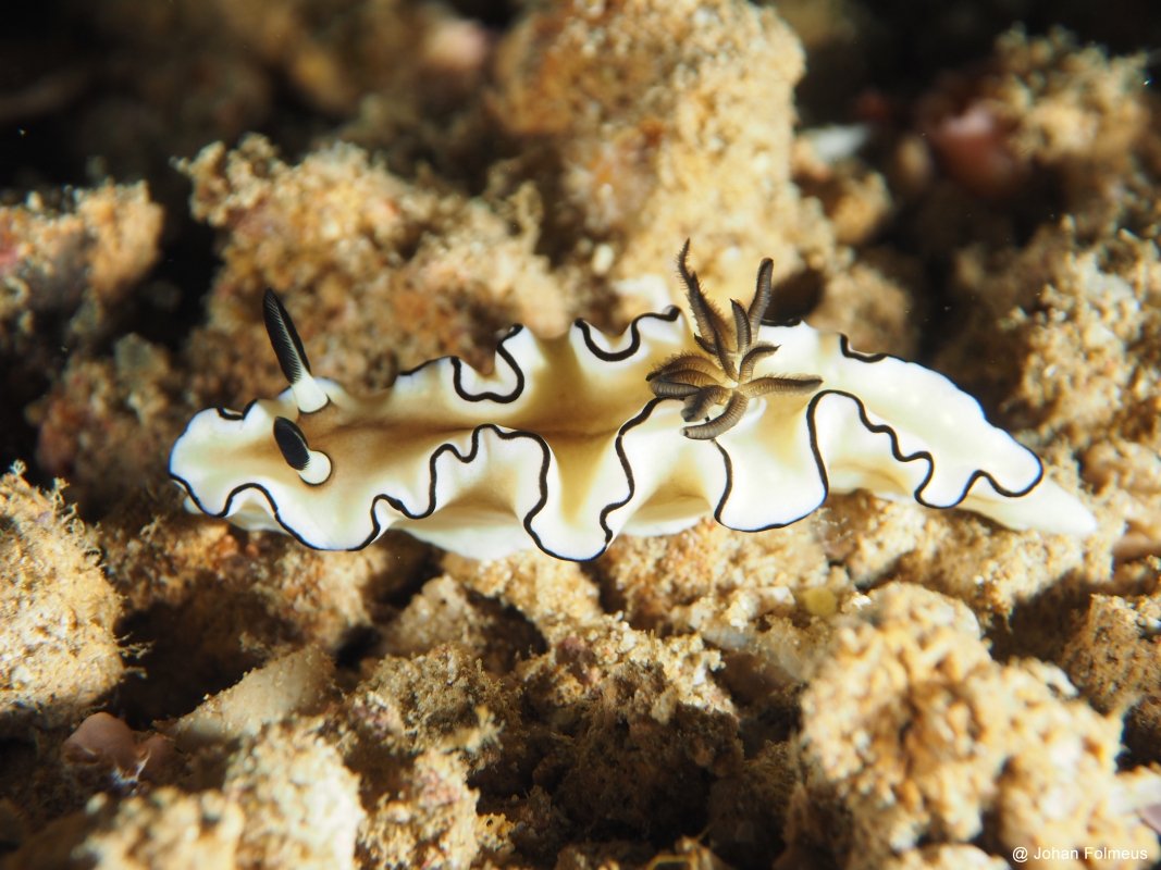 Cheesecake Nudibranch