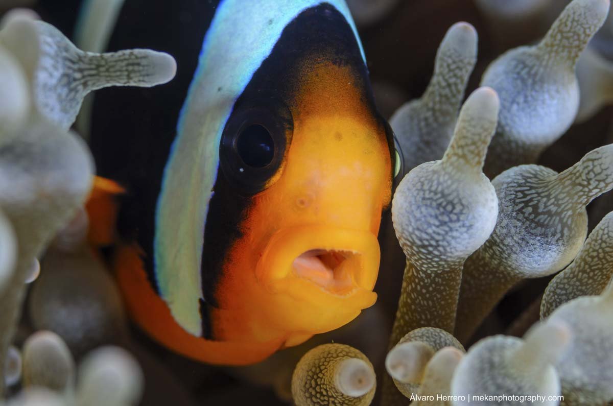Clark's Anemonefish (Aphiprion clarki)