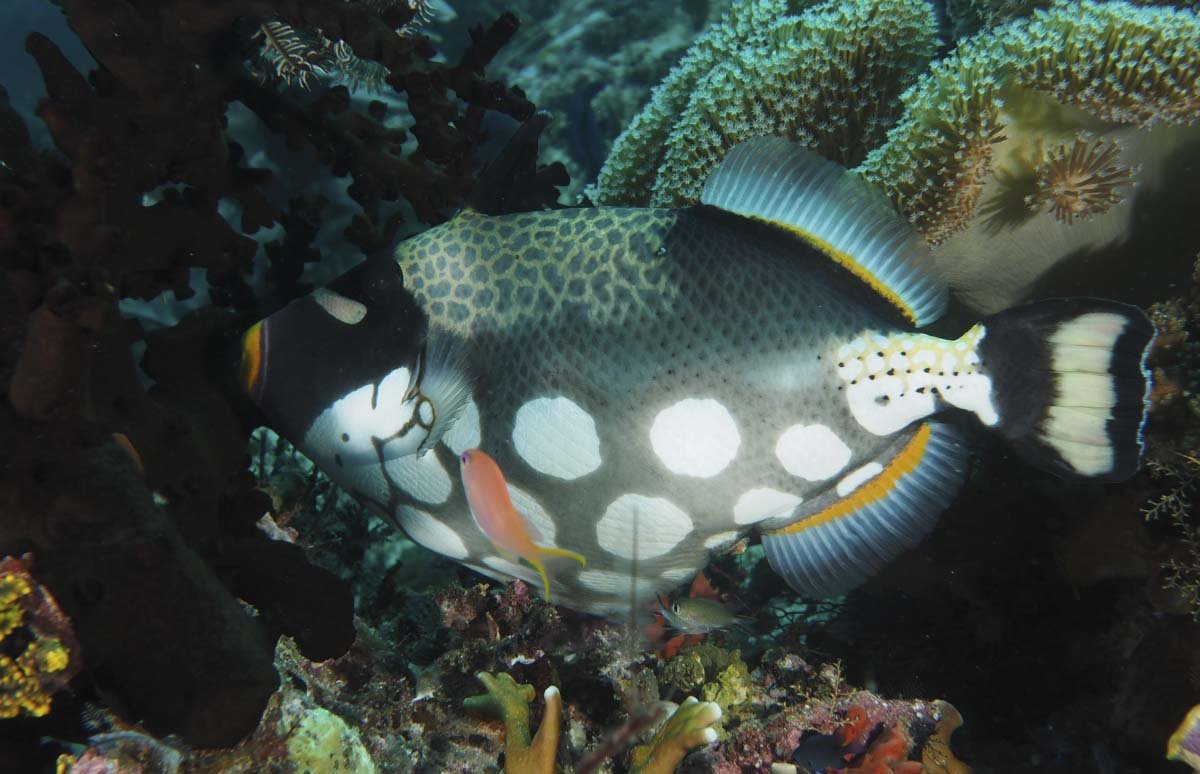 Clown Triggerfish (Balistoides conspicillum) at Raja Ampat, Indonesia.