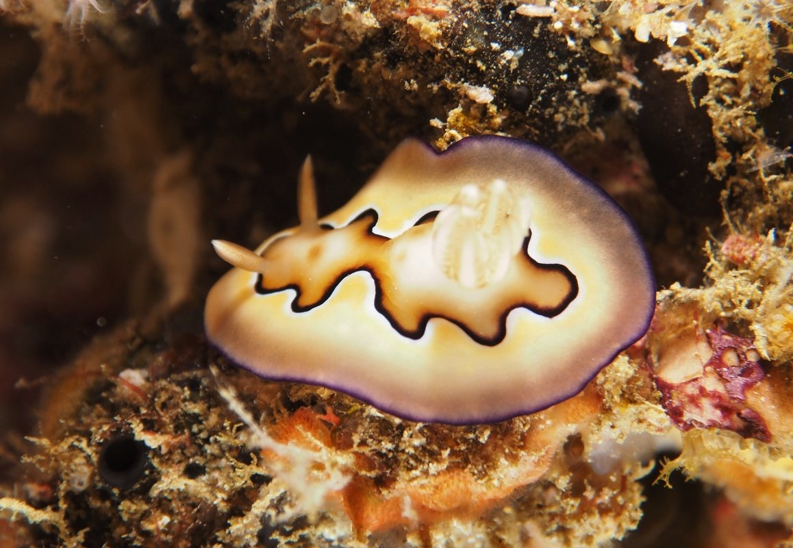 Co's Goniobranchus