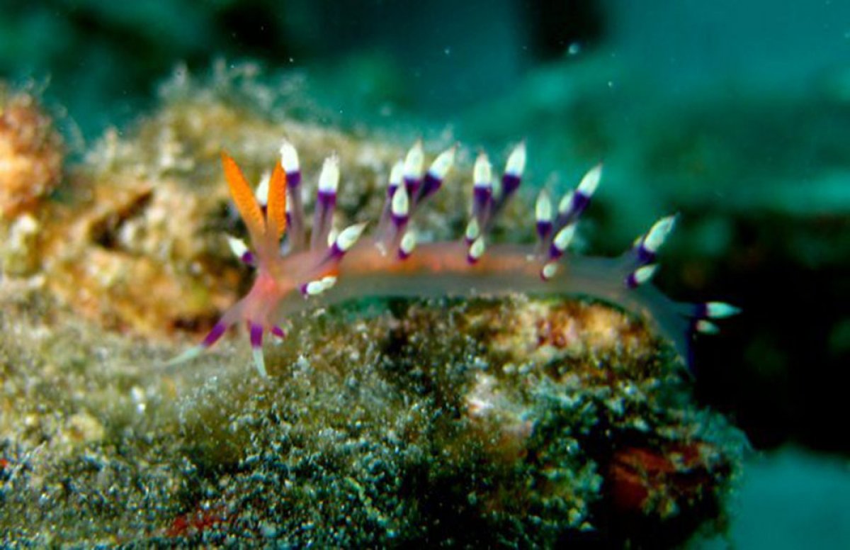 Desirable Flabellina
