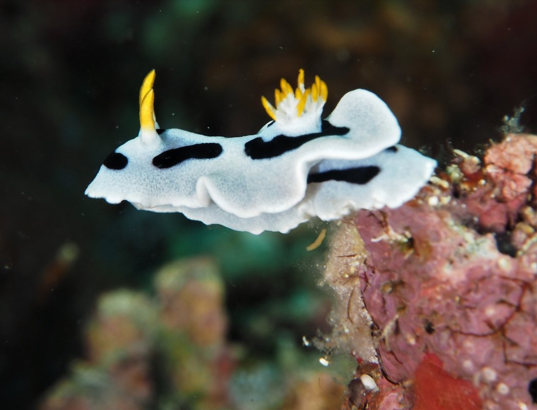 Diana's Chromodoris