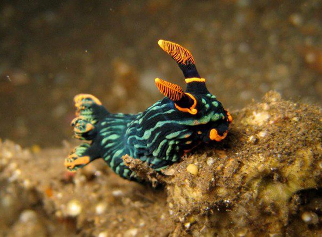 Dusky Nembrotha