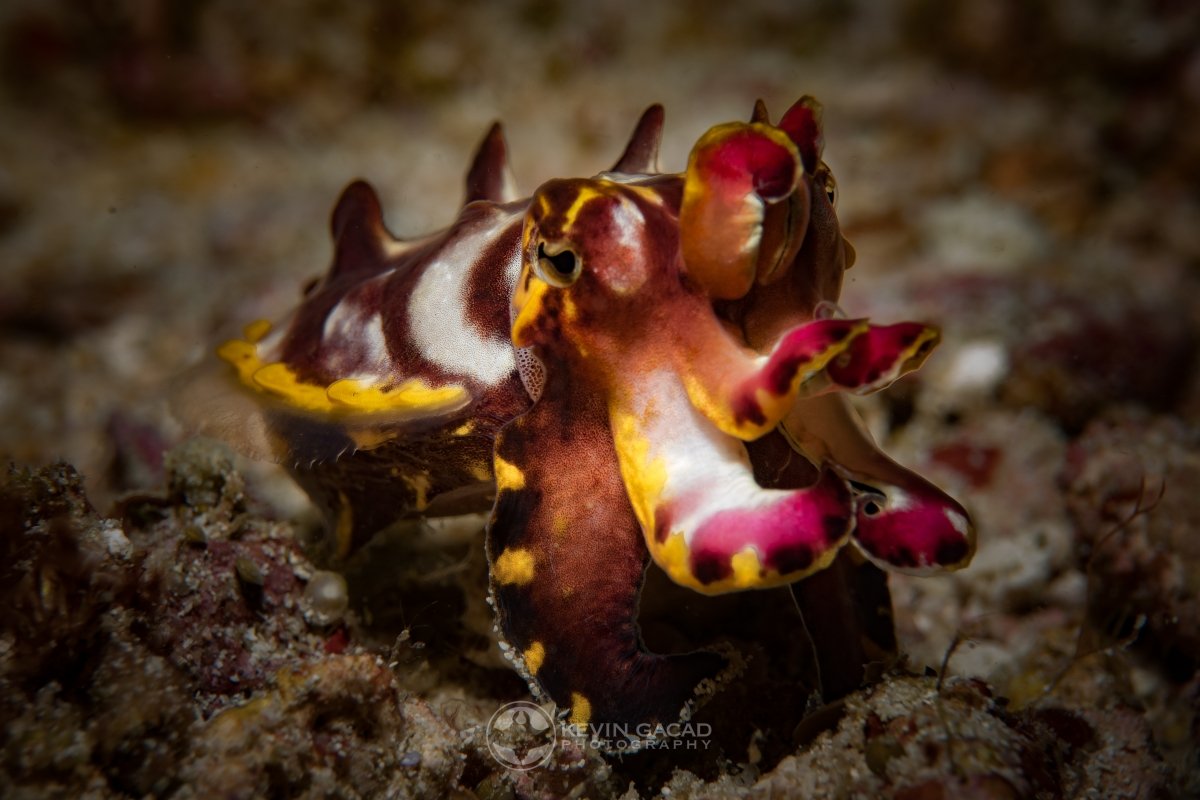 Flambouyant Cuttlefish (Metasepia pfefferi) in Indonesia