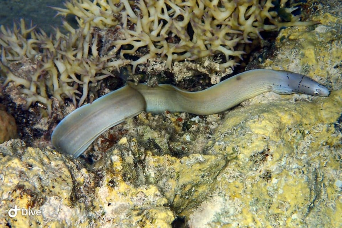 Geometric Moray Eel swimming