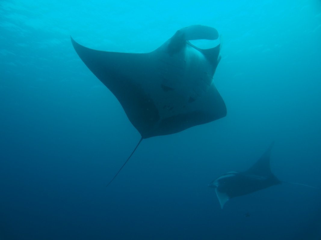 Giant Manta Rays