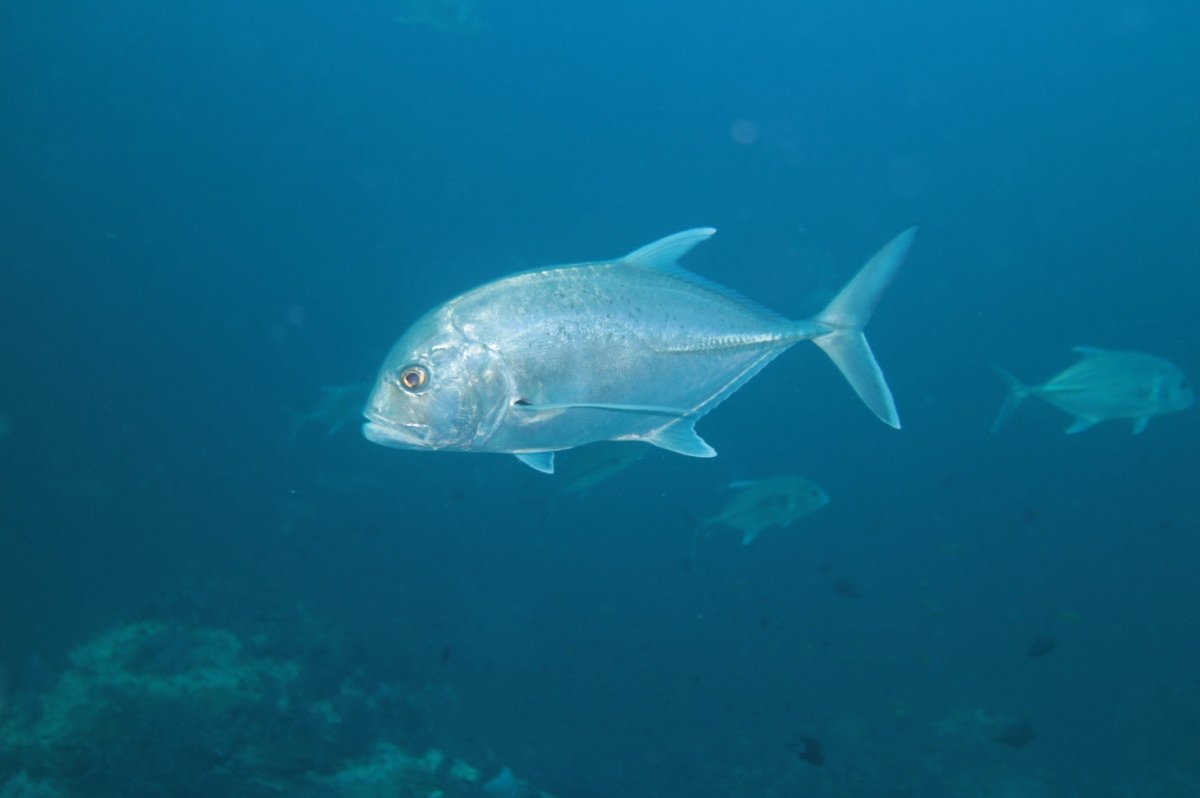 Giant Trevally Jack Jackfish (Caranx ignobilis)
