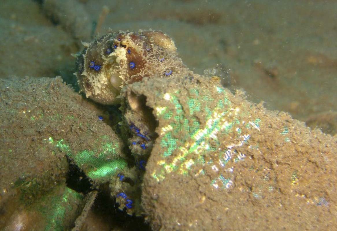 Greater Blue-Ringed Octopus (Hapalochlaena lunulata)