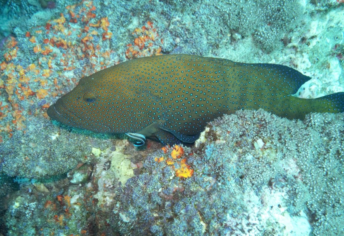 Grouper