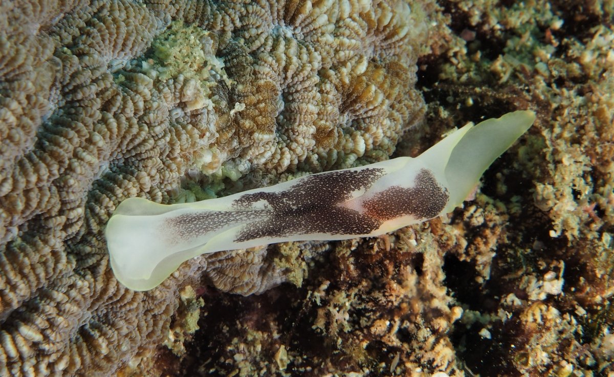 Headshield Slug