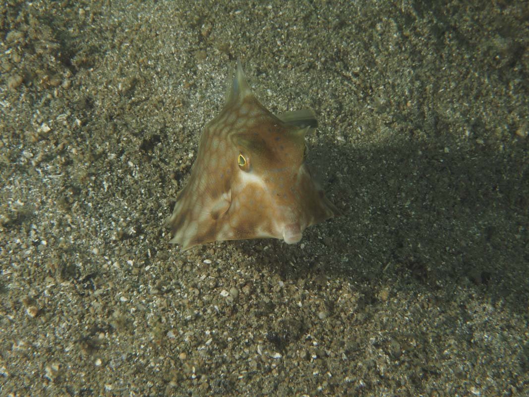 Horned Boxfish or Longhorn Cowfish (Lactoria cornuta)
