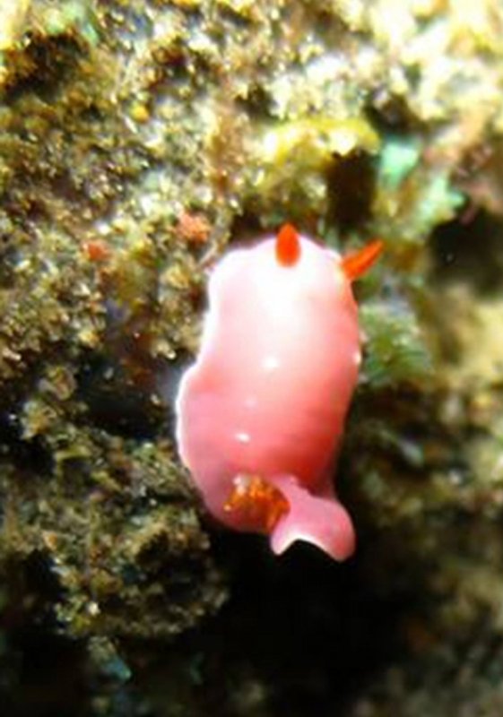 Iba Hypselodoris