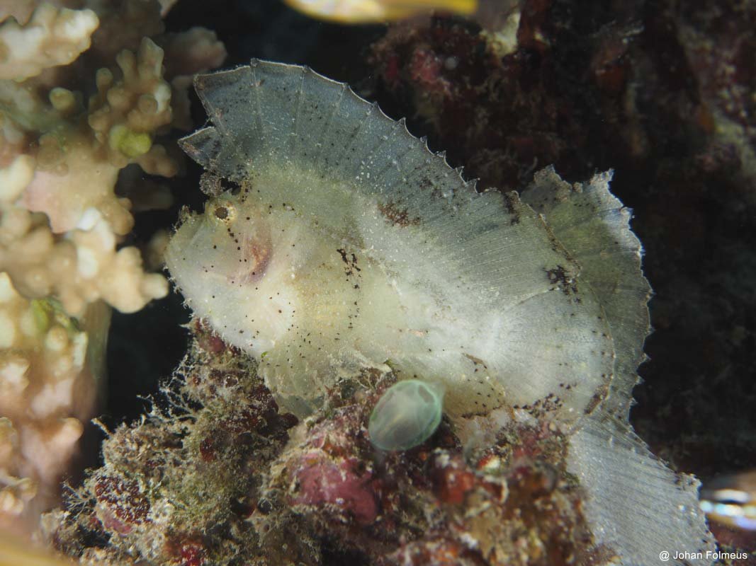 Leaf Scorpionfish (Taenianotus triacanthus) Indonesia