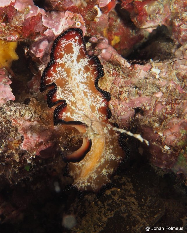 Lightning Flatworm