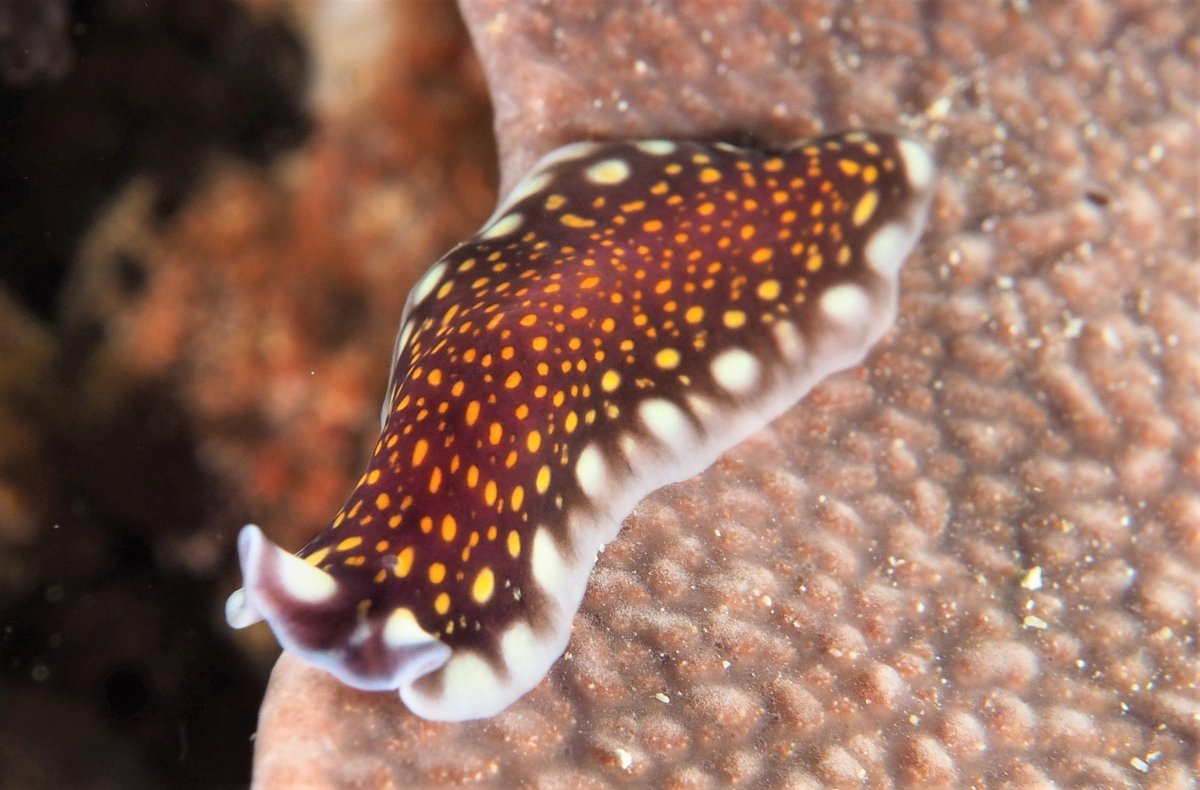 Linda's Flatworm