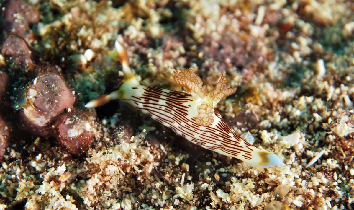 Lined Nembrotha
