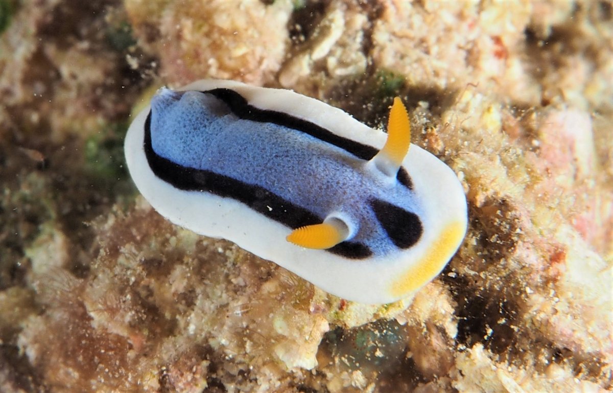 Loch's Chromodoris