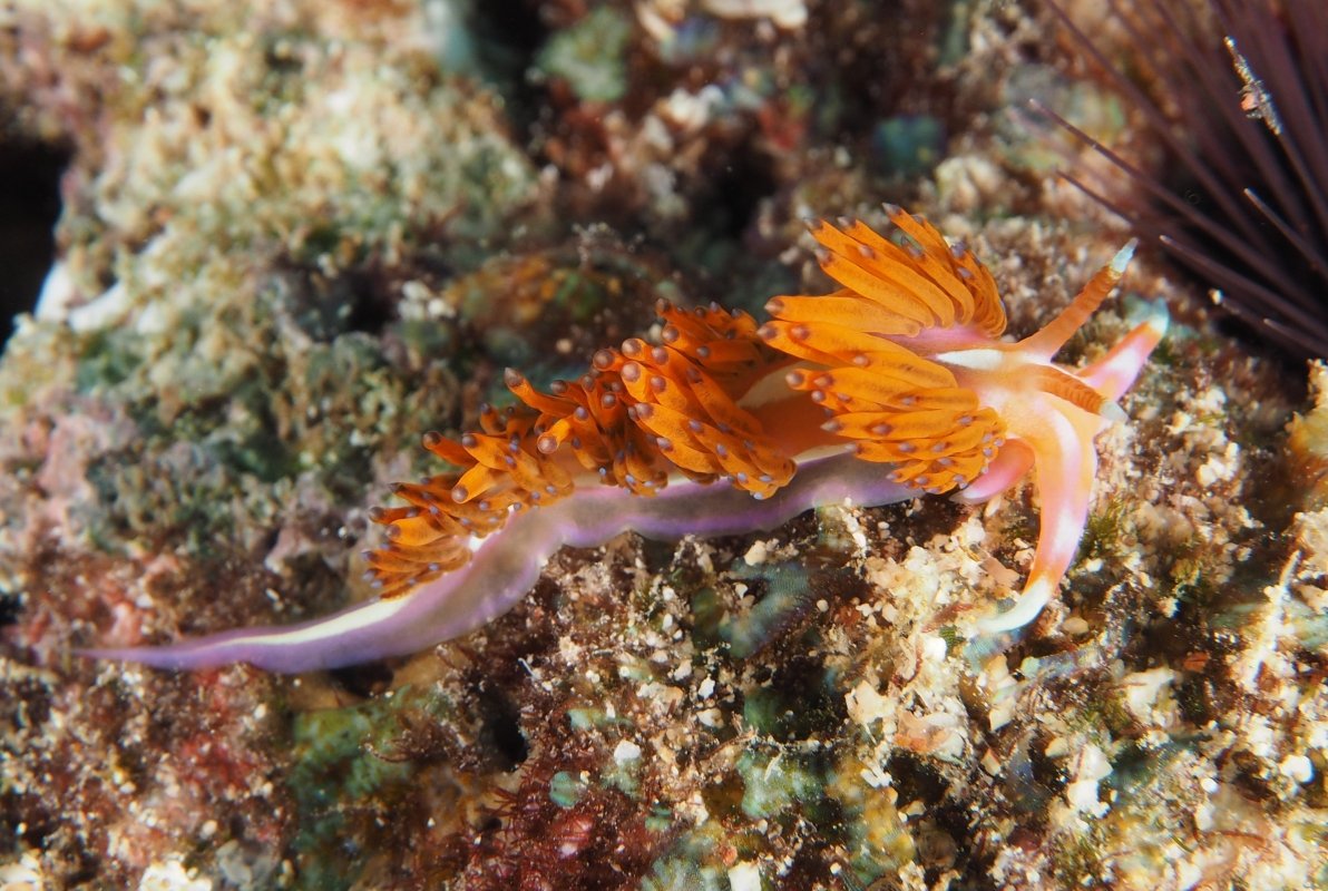 Lynx Nudibranch