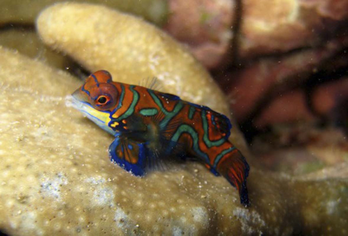 Mandarinfish (Synchiropus splendidus)
