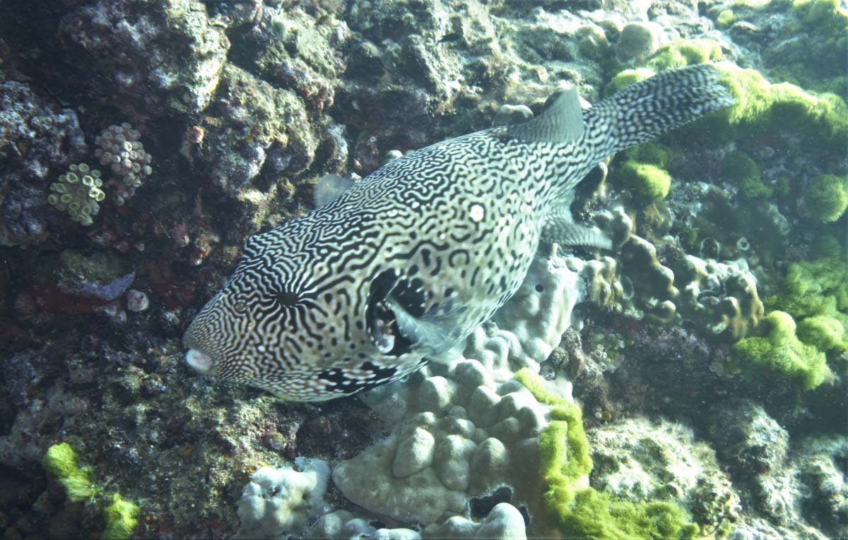 Map Pufferfish