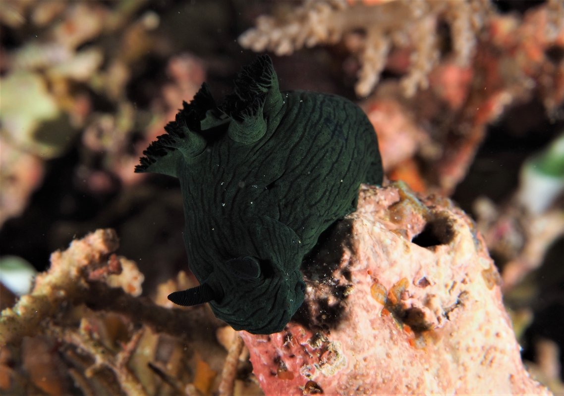 Miller's Nembrotha