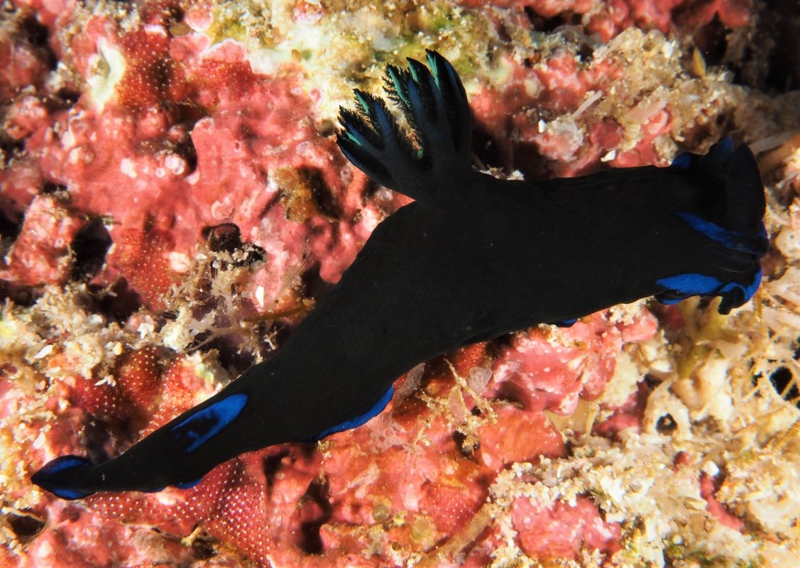 Morose Nudibranch