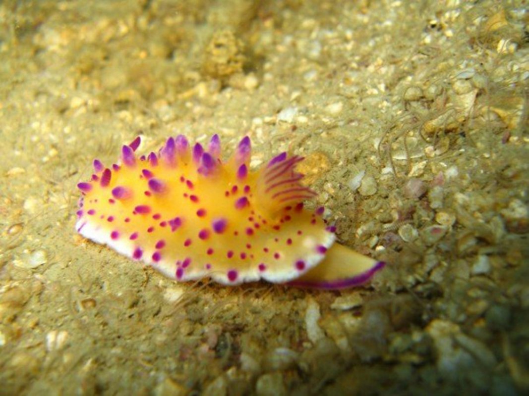Multi-Pustuled-Mexichromis