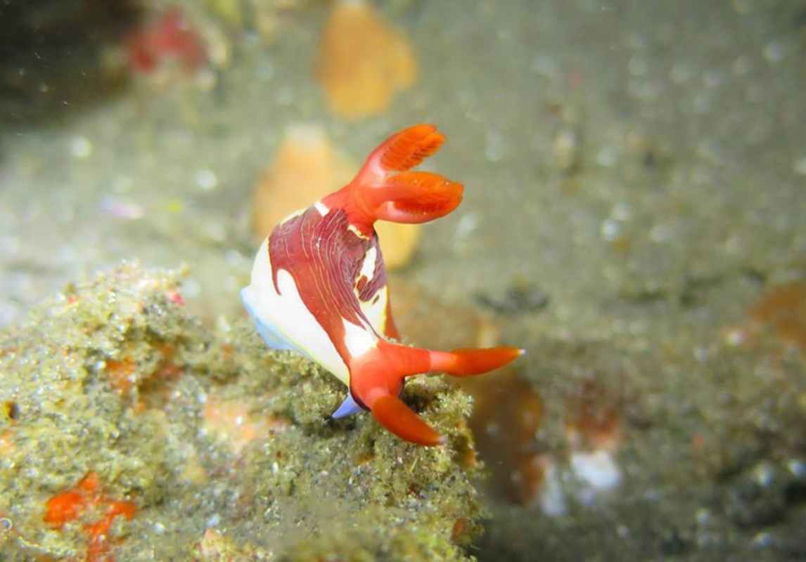 Nembrotha purpureolineata