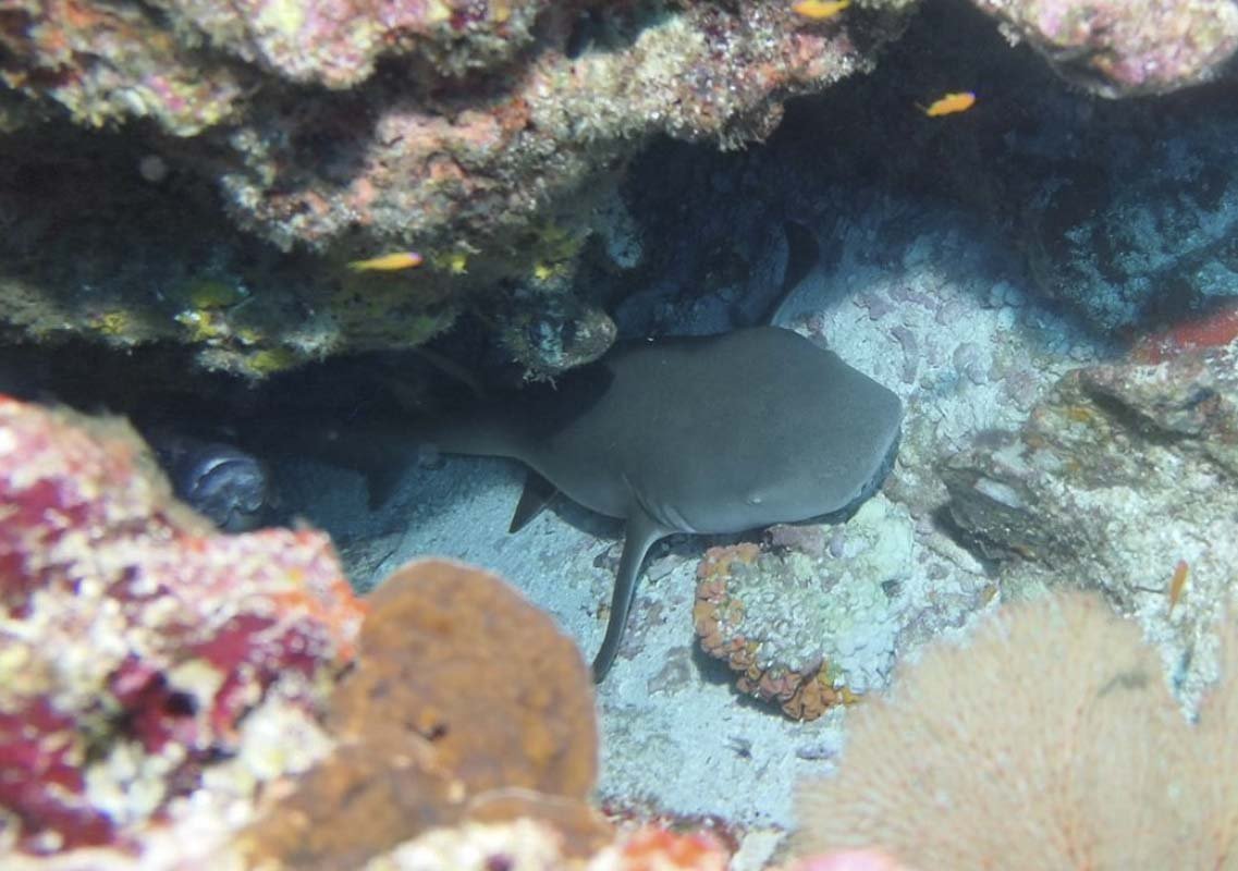 Nurse Shark (Ginglymostoma cirratum)