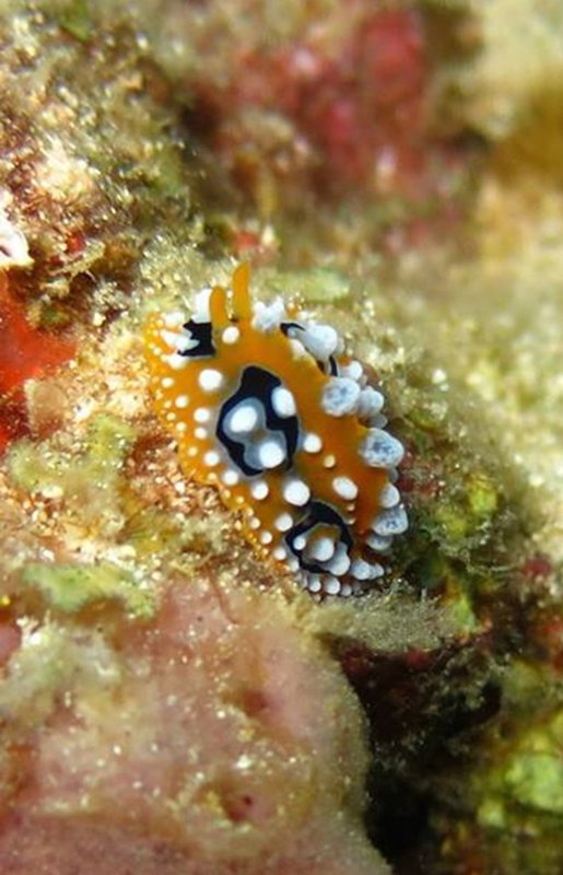 Ocellate Phyllidia