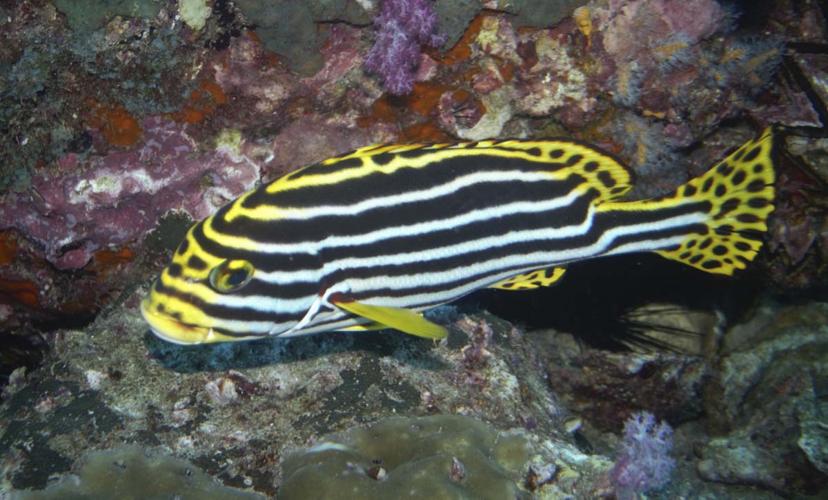 Oriental Sweetlips (Plectorhinchus vittatus) at Similan Islands, Thailand