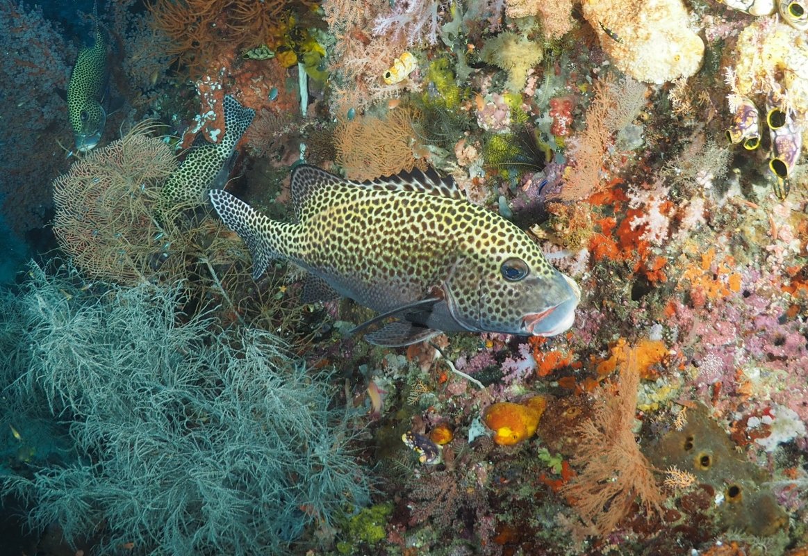 Painted Sweetlips