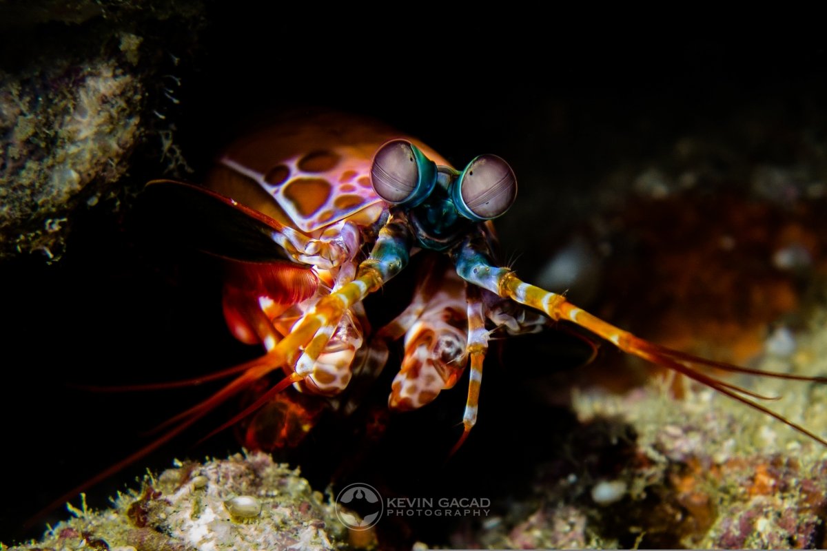 Peacock Mantis Shrimp (Odontodactylus scyllarus) at Richelieu Rock, Thailand