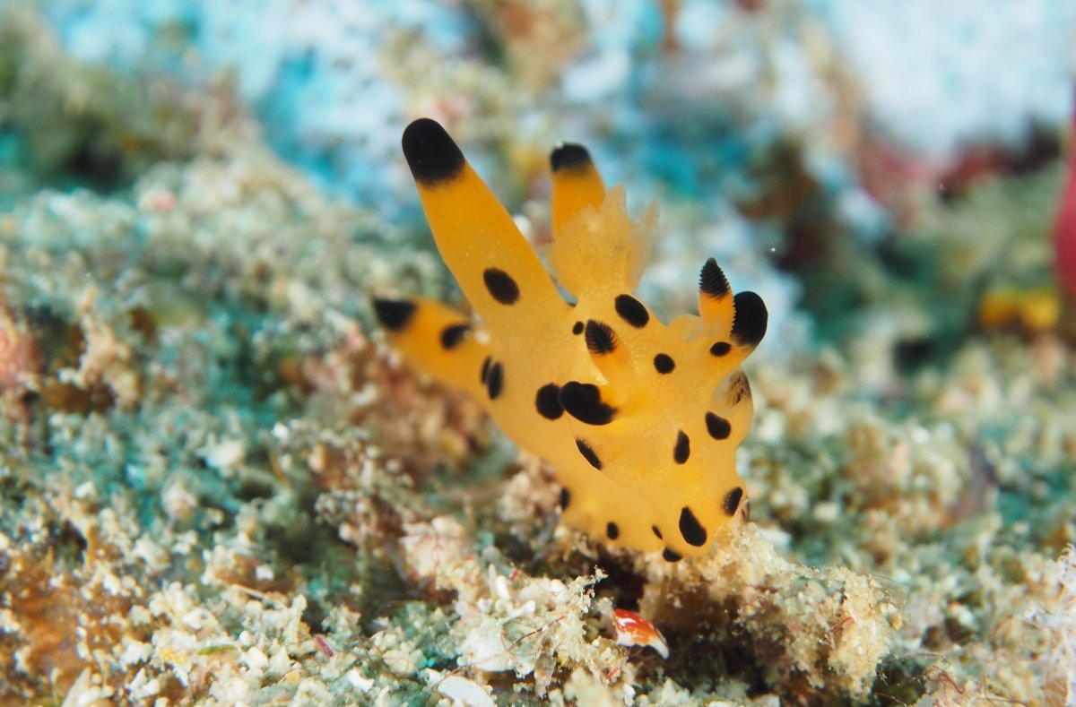 Pikachu Nudibranch