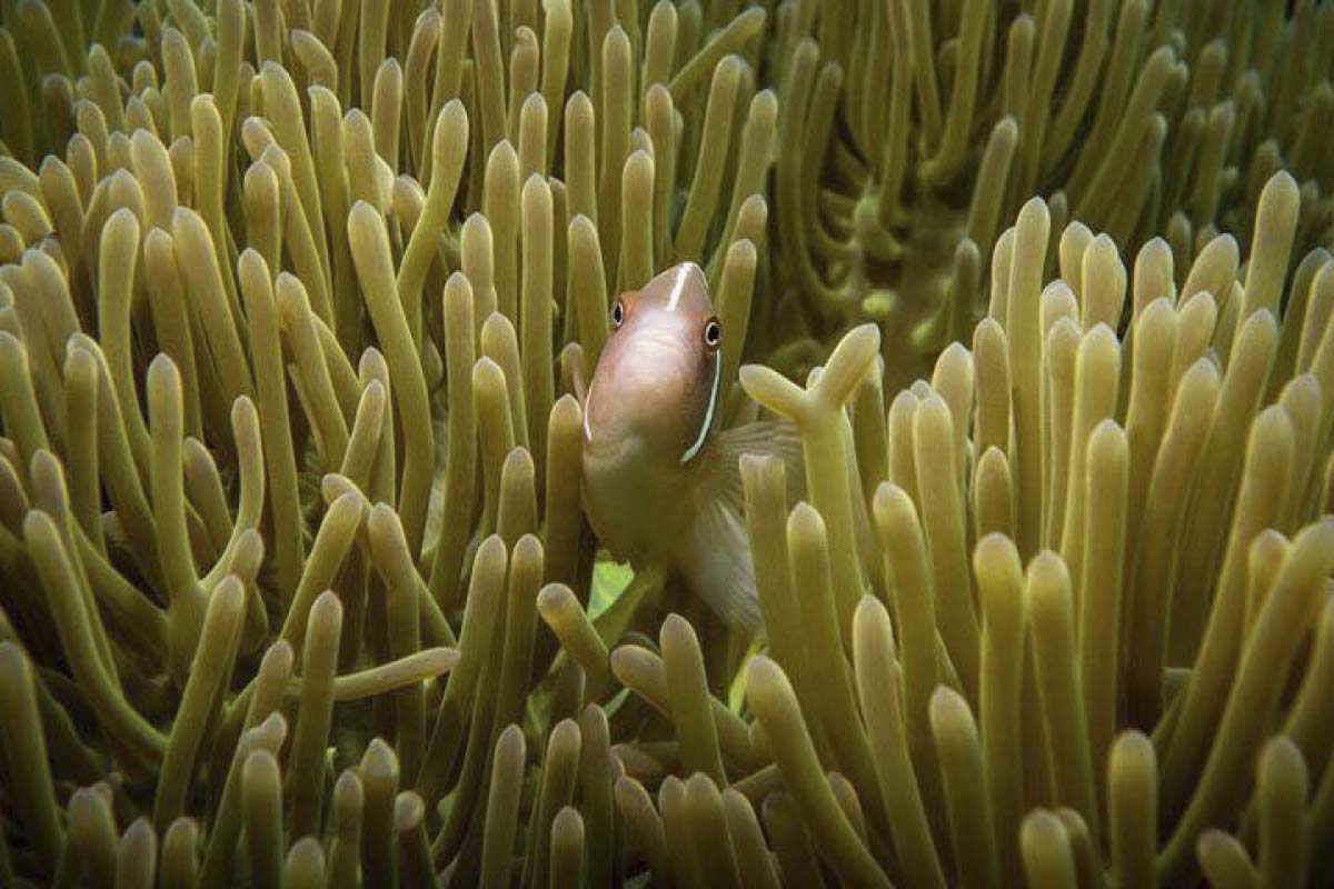 Skunk Clownfish