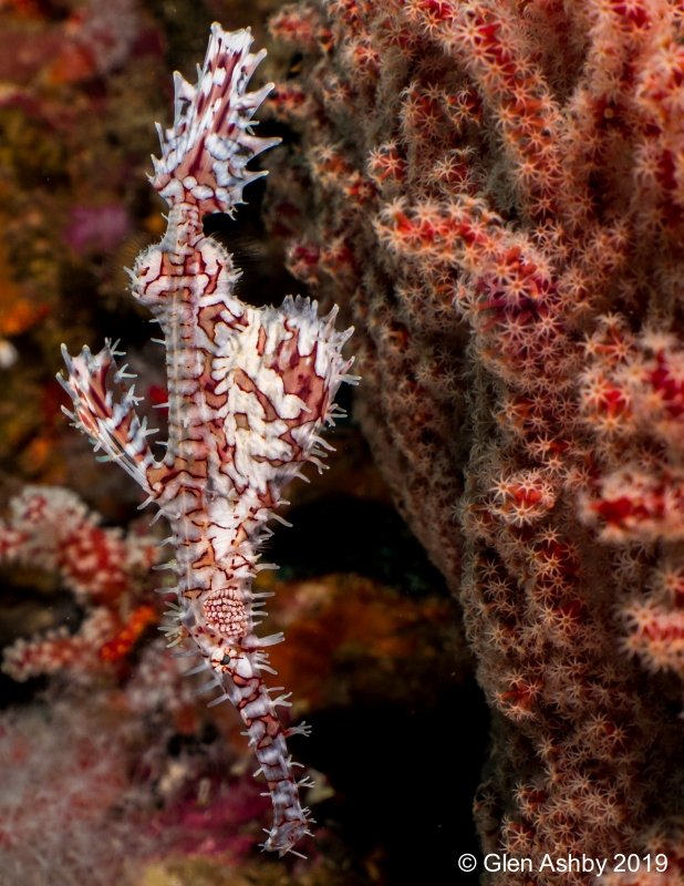 Solenostomus paradoxus Ornate Ghost Pipefish